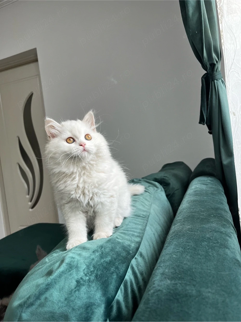 British Longhair White