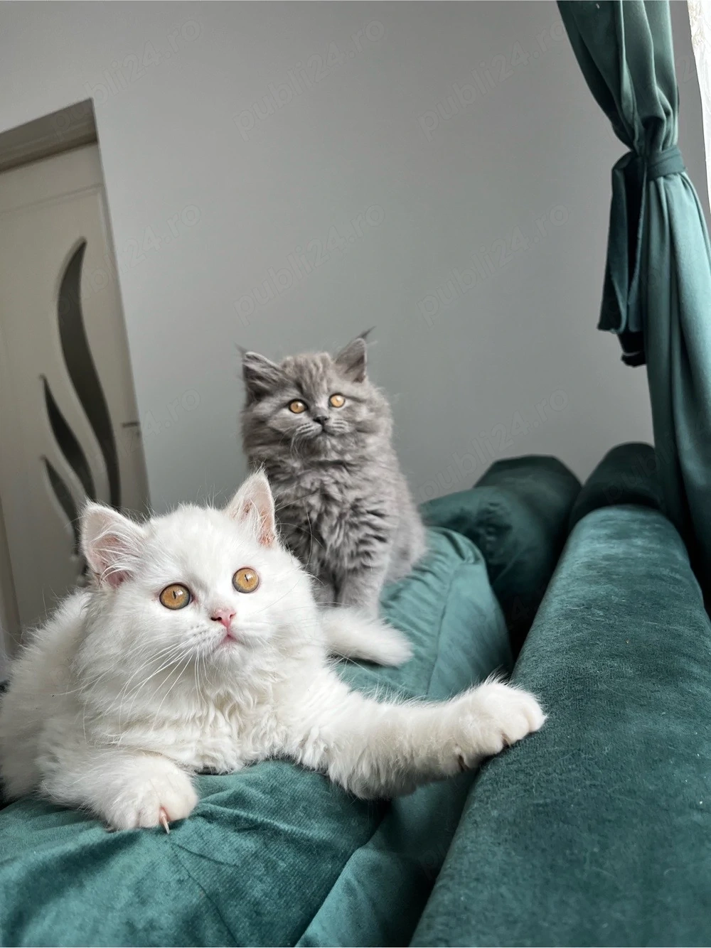 British longhair