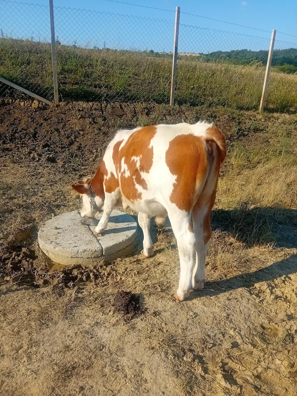 Vitei bălțați 