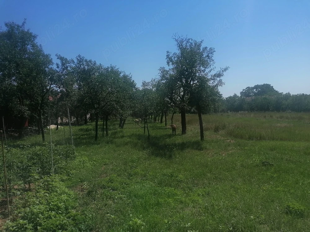 Teren intravilan Ianova