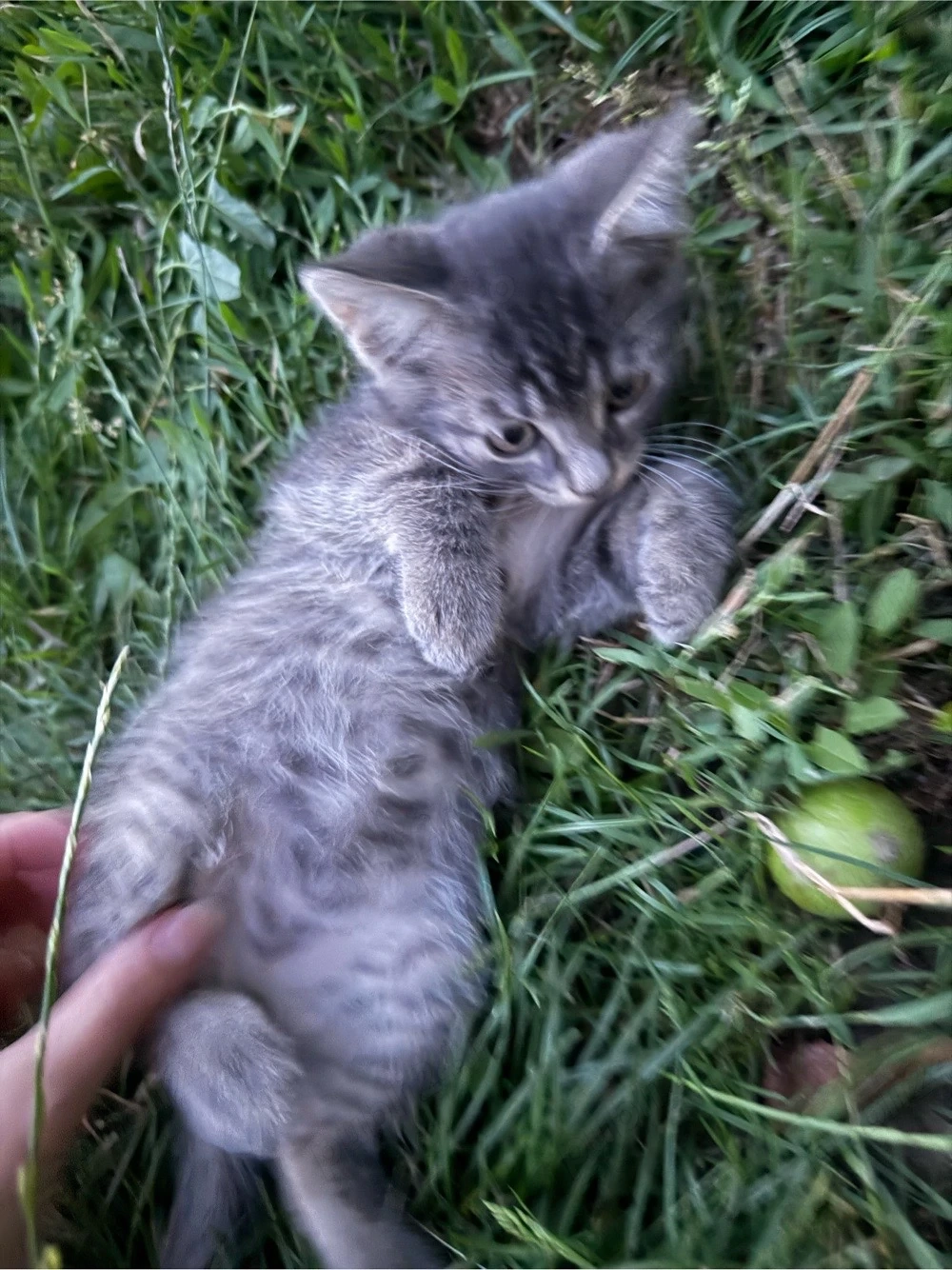Gogu își caută familia 