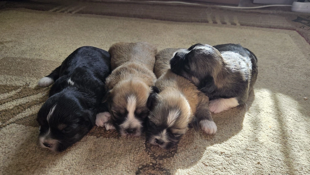 vand catelusi Shih Tzu, 4 saptamani