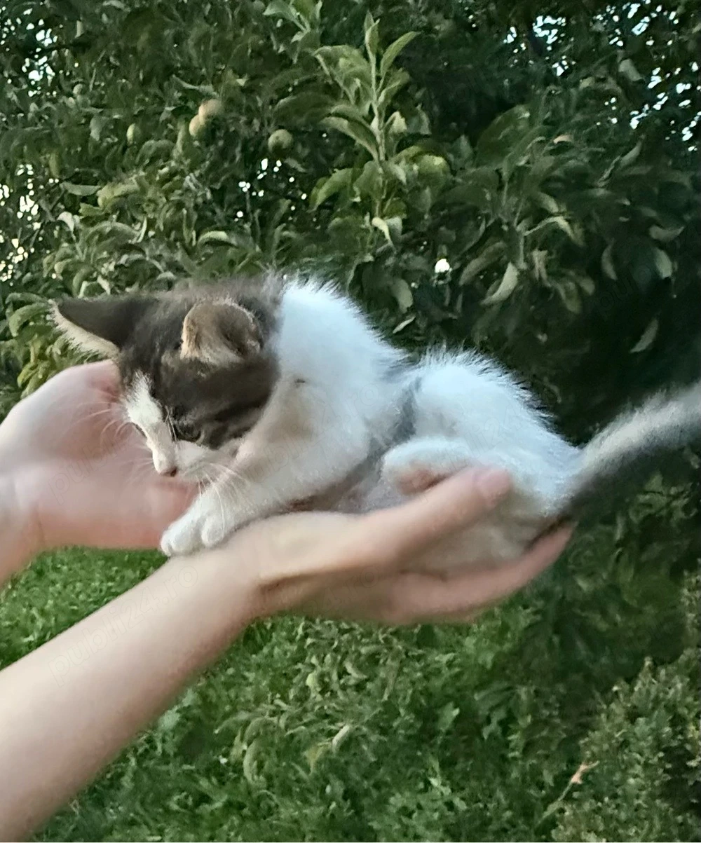 această pisicuță își caută familia