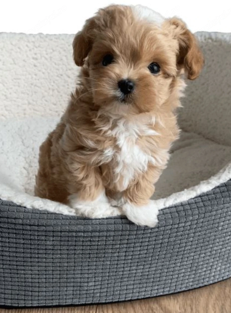 Maltipoo fetițe 