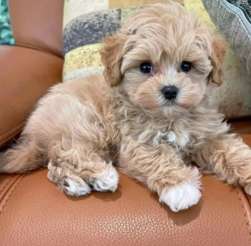 Maltipoo puiuti
