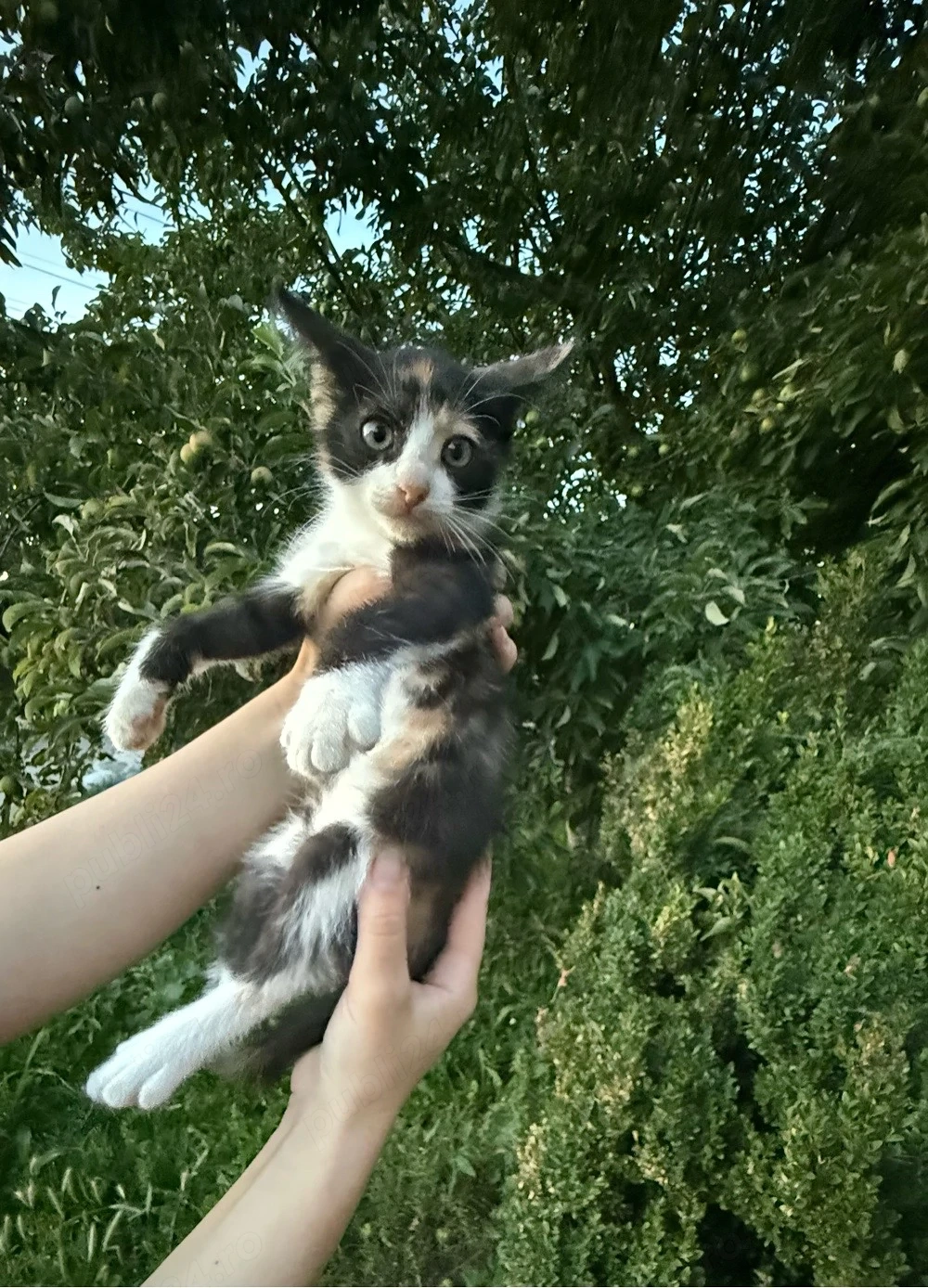 pisică tuxedo își caută familia