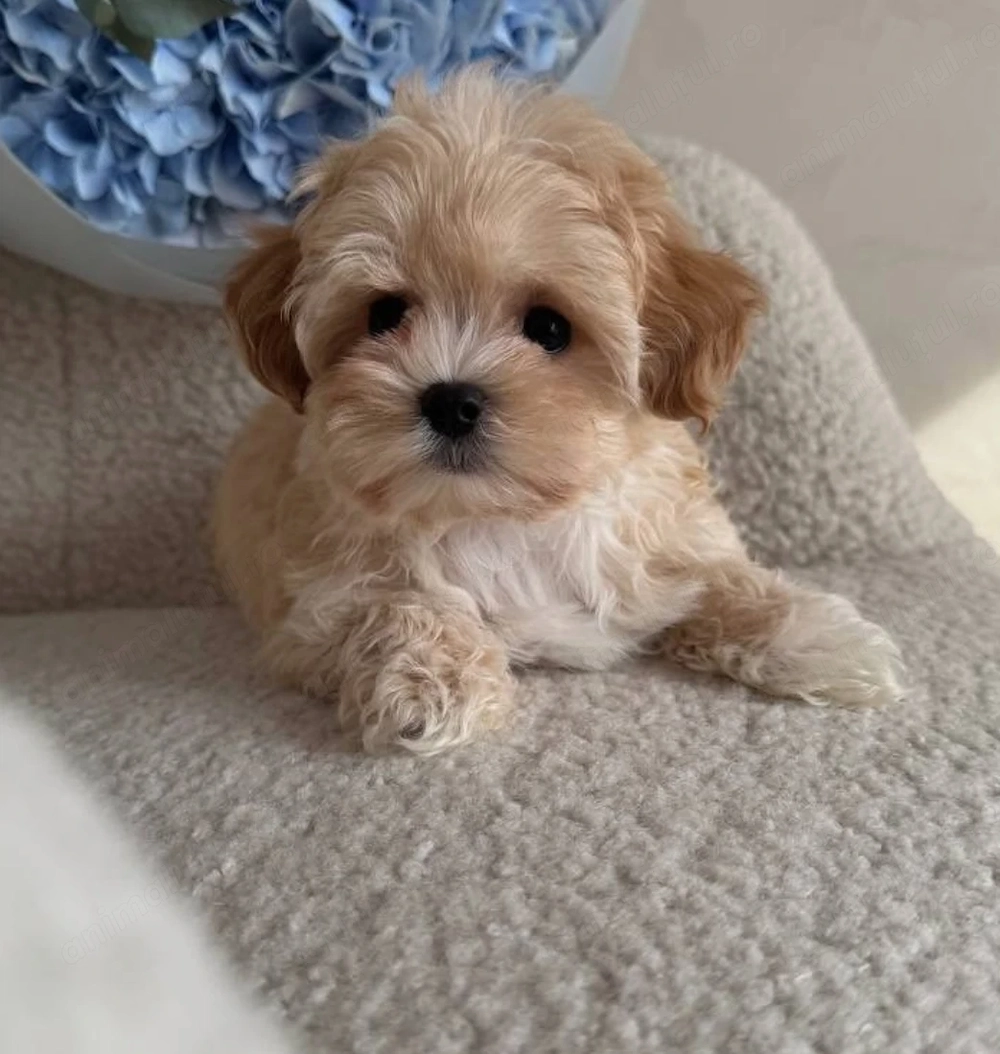 Maltipoo puiuți superbi