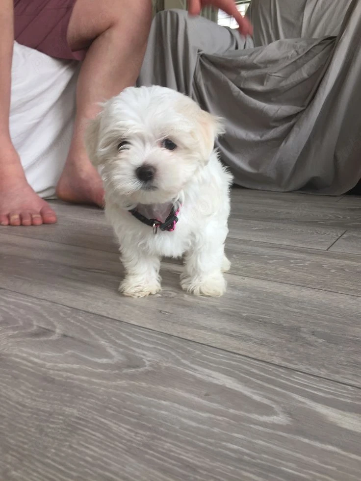 Bichon toy baieței și fetițe