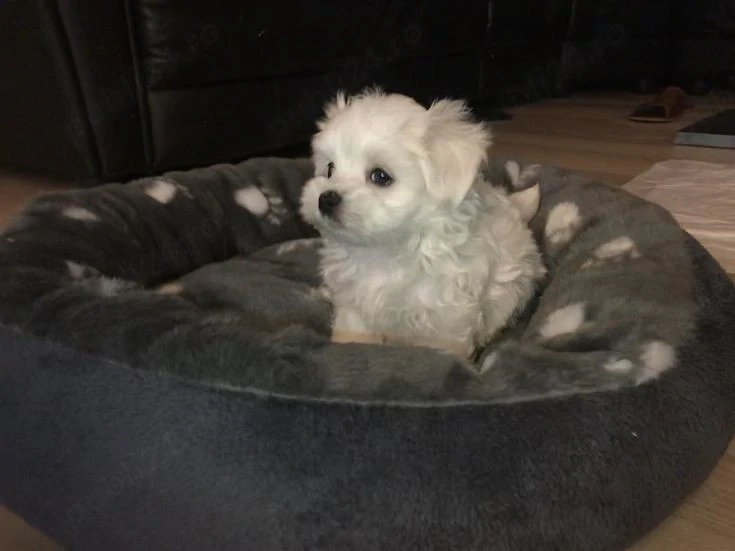 Bichon talie micuță