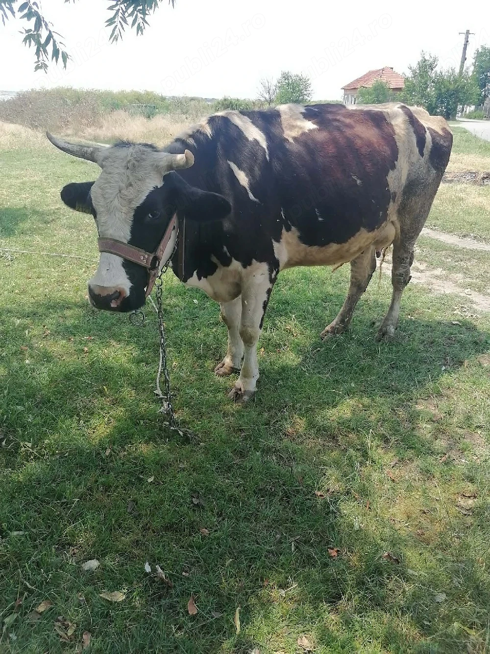 Vaca Holstein-Friză cu vițea 