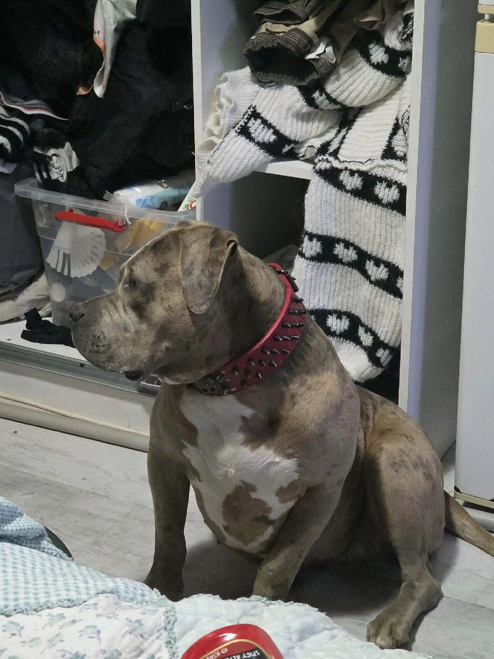 Femela american bully XL Merle lilac