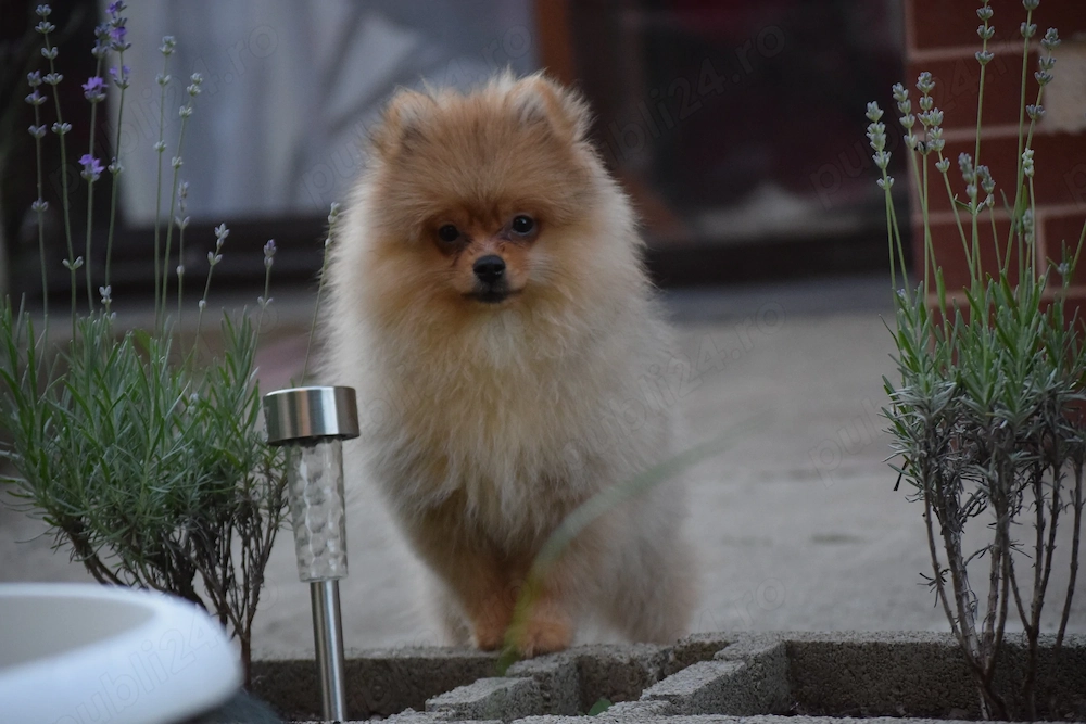 Pomeranian fetita cu pedigree