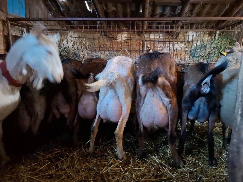vand capre foarte bune de lapte.pret de la 1000 lei buc .mai multe detalii la nr ( 
