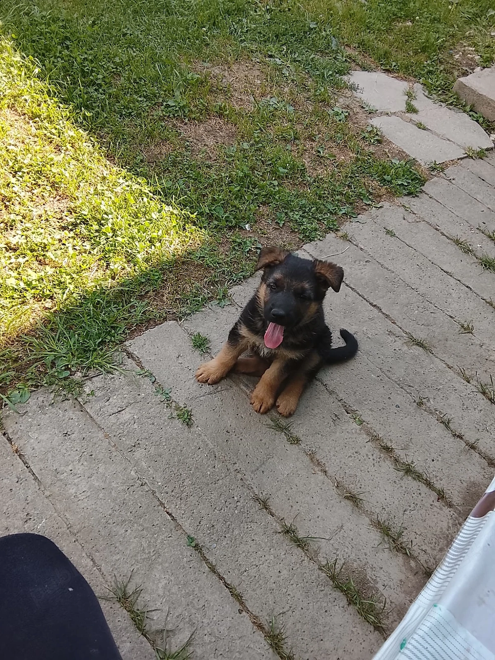 Ciobanesc german 