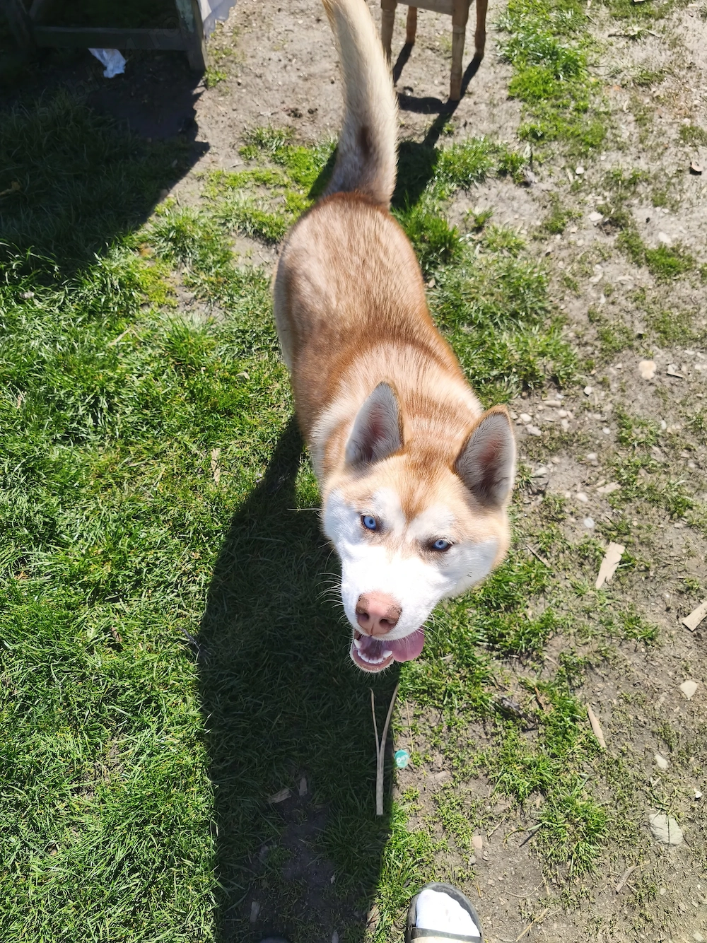 Femelă Husky Siberian   9 luni 
