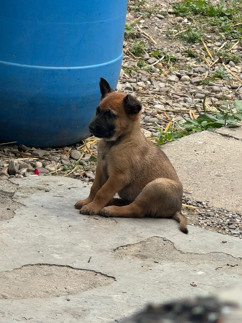 * Pui de Ciobănesc Belgian Malinois