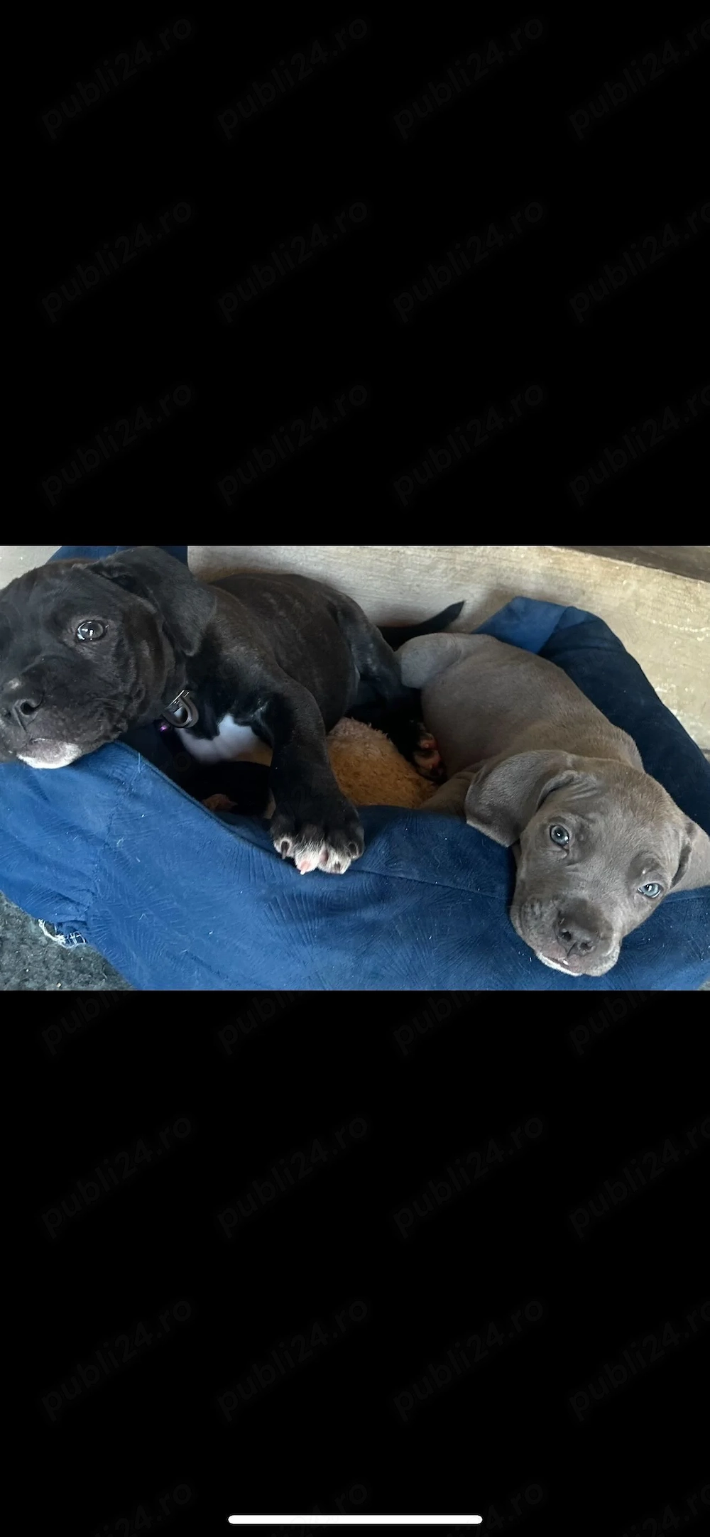 Cane Corso 2 luni 