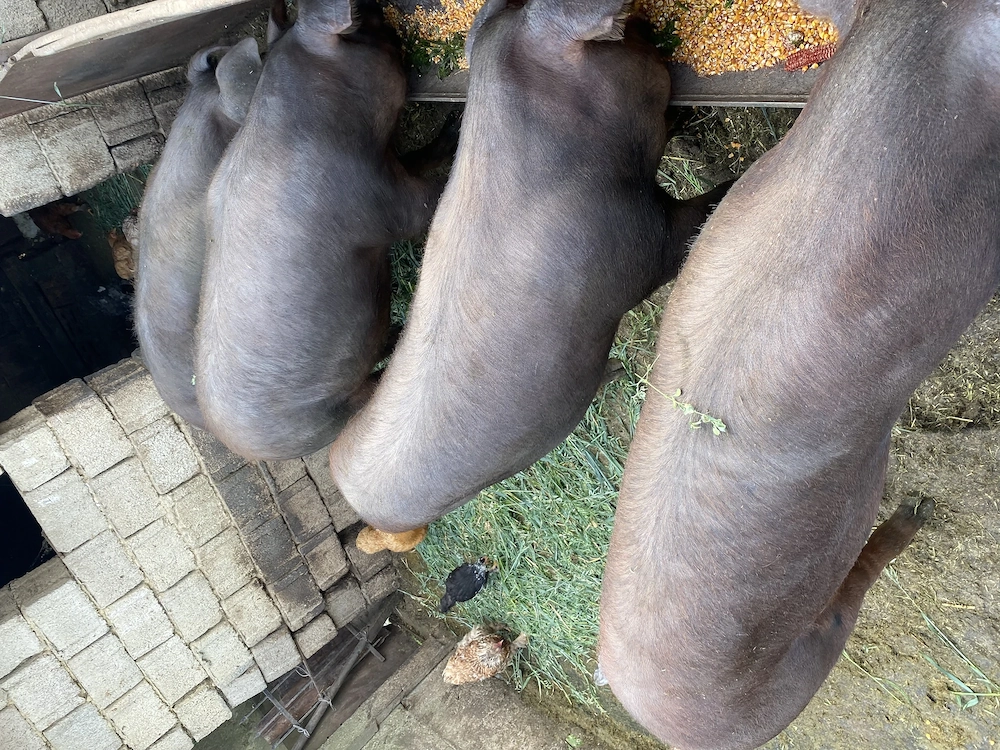 Porci de vanzare 120-125 kg