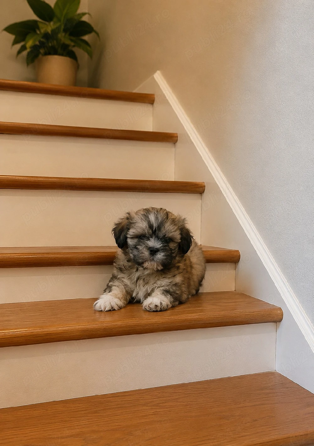 shih tzu micuț ajut cu transport. în țară contra cost.