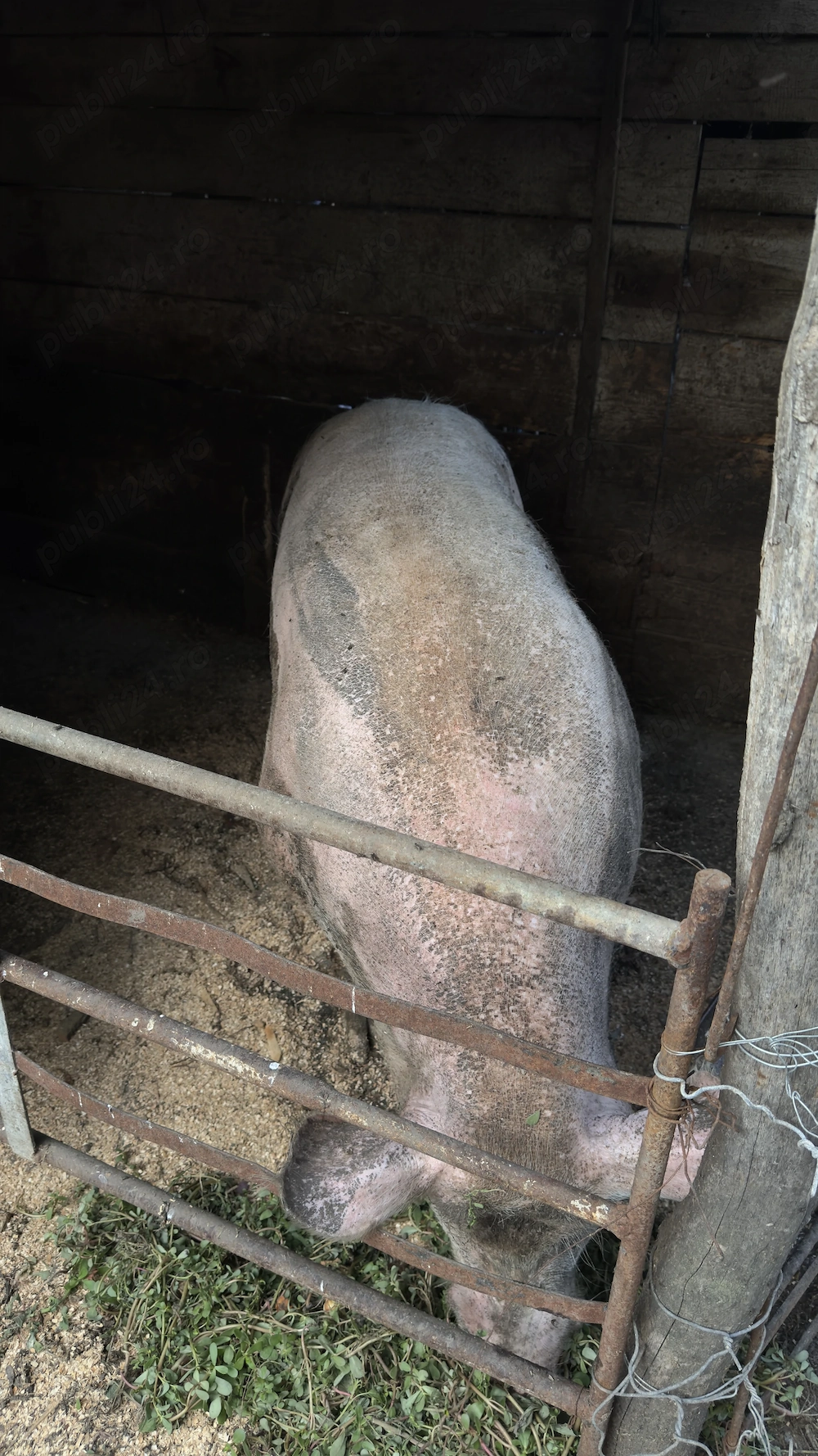 Vând porc 350 kg 