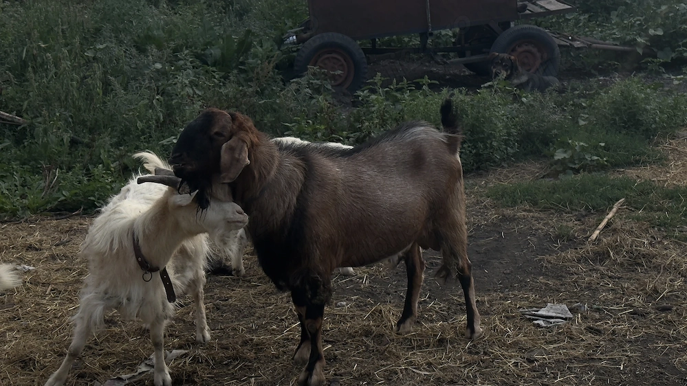 Vând țap anglonubian