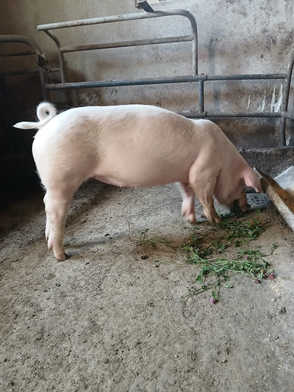 Vind purceauă ( duroc  - landrace  )