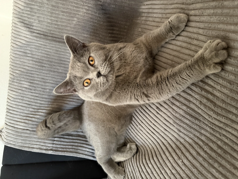 Motan British Shorthair Blue 