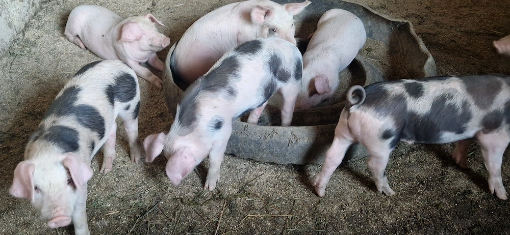 Purcei de vânzare  in vârstă  de 7 săptămâni  preț 600 buc