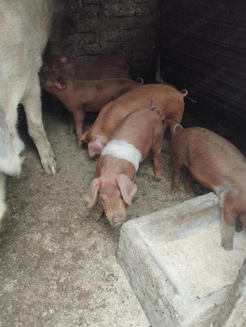 Purcei duroc metis