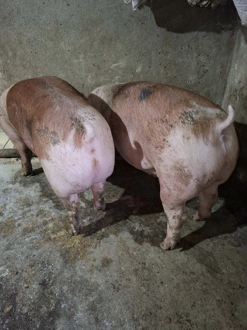 Vând 2 porci roșii 