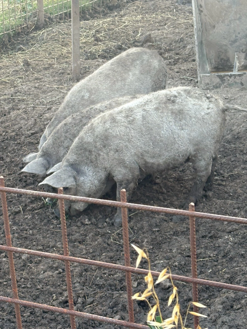 Vand porci si purcei mangalita rasa pura, Peris Ilfov