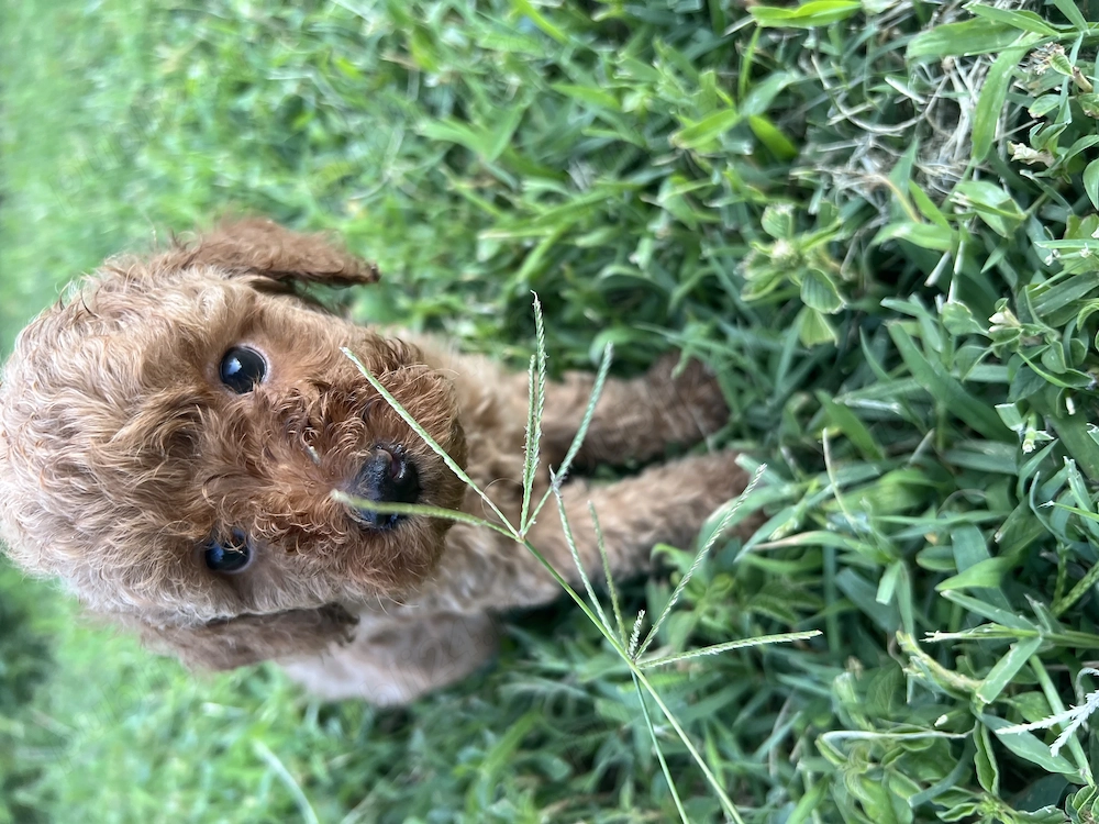 Poodle rasa pura, mascul