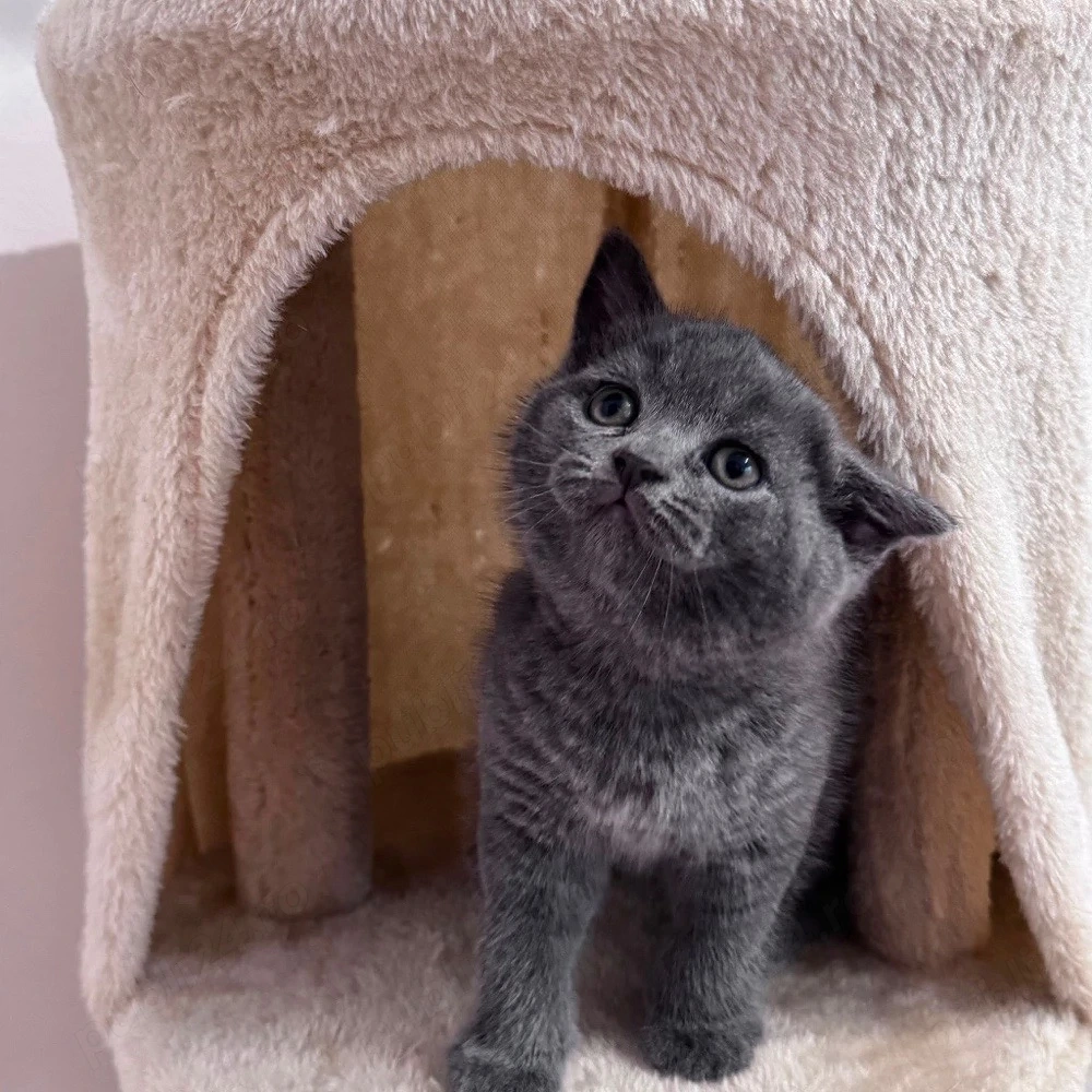 Pisici British Shorthair