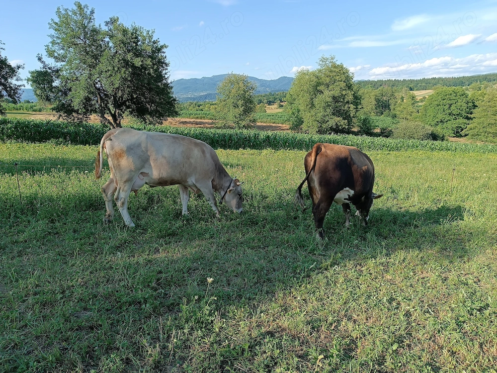 Vaci de vânzare 