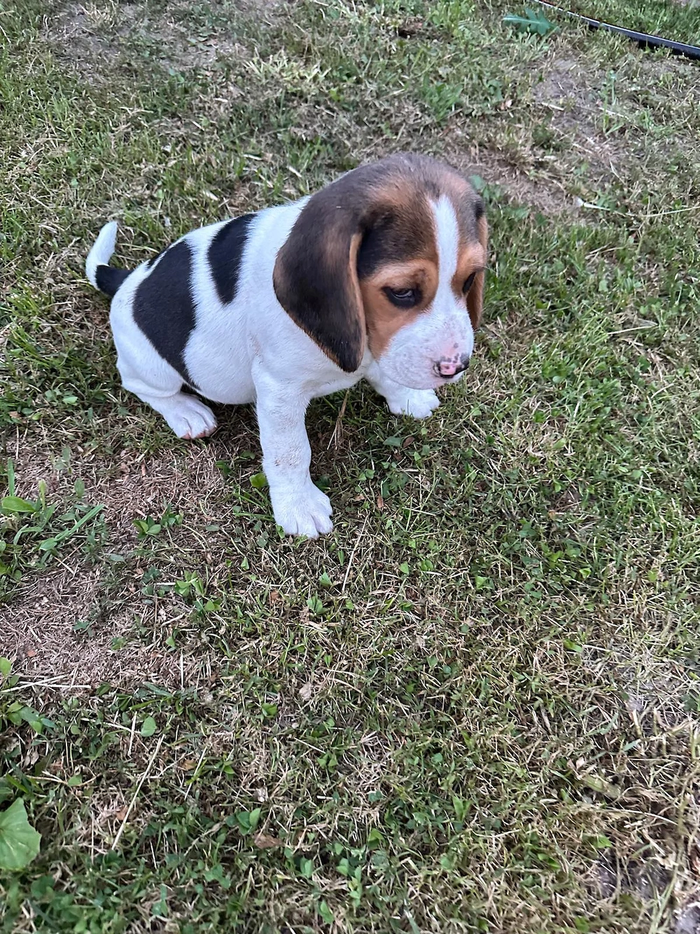 Vand catelusa beagle tricolor