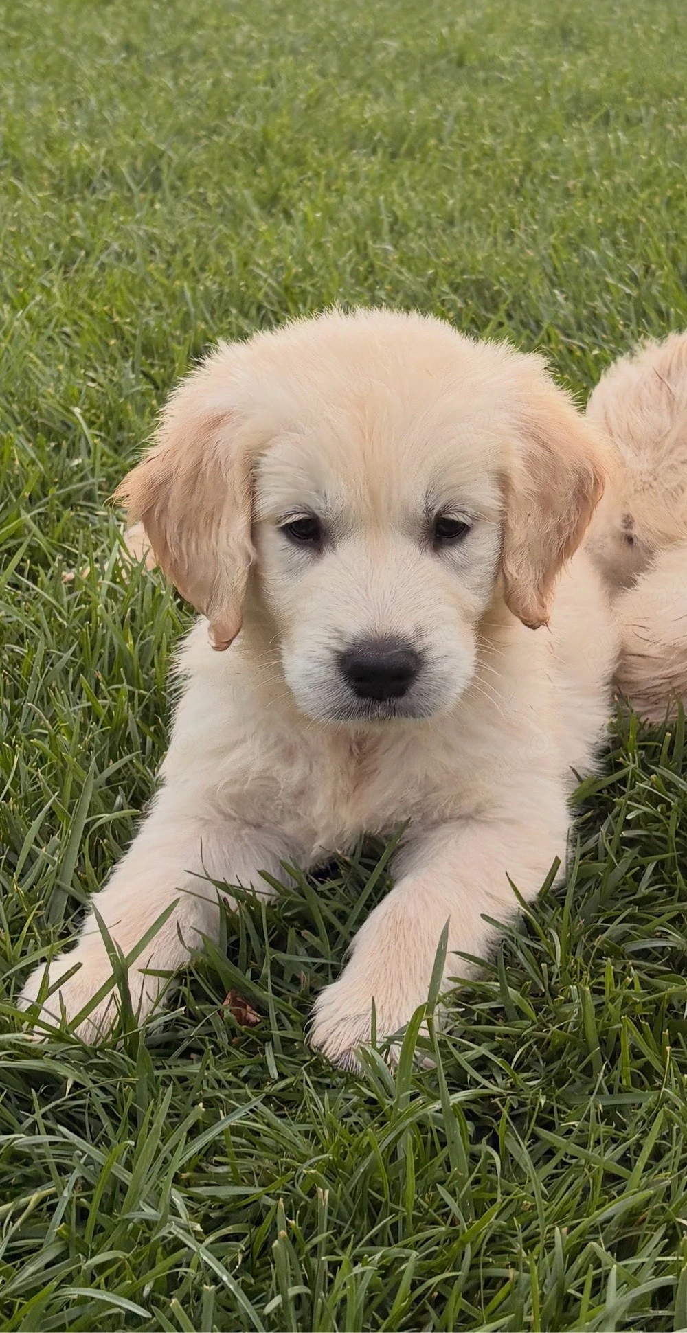 Pui Golden Retriever