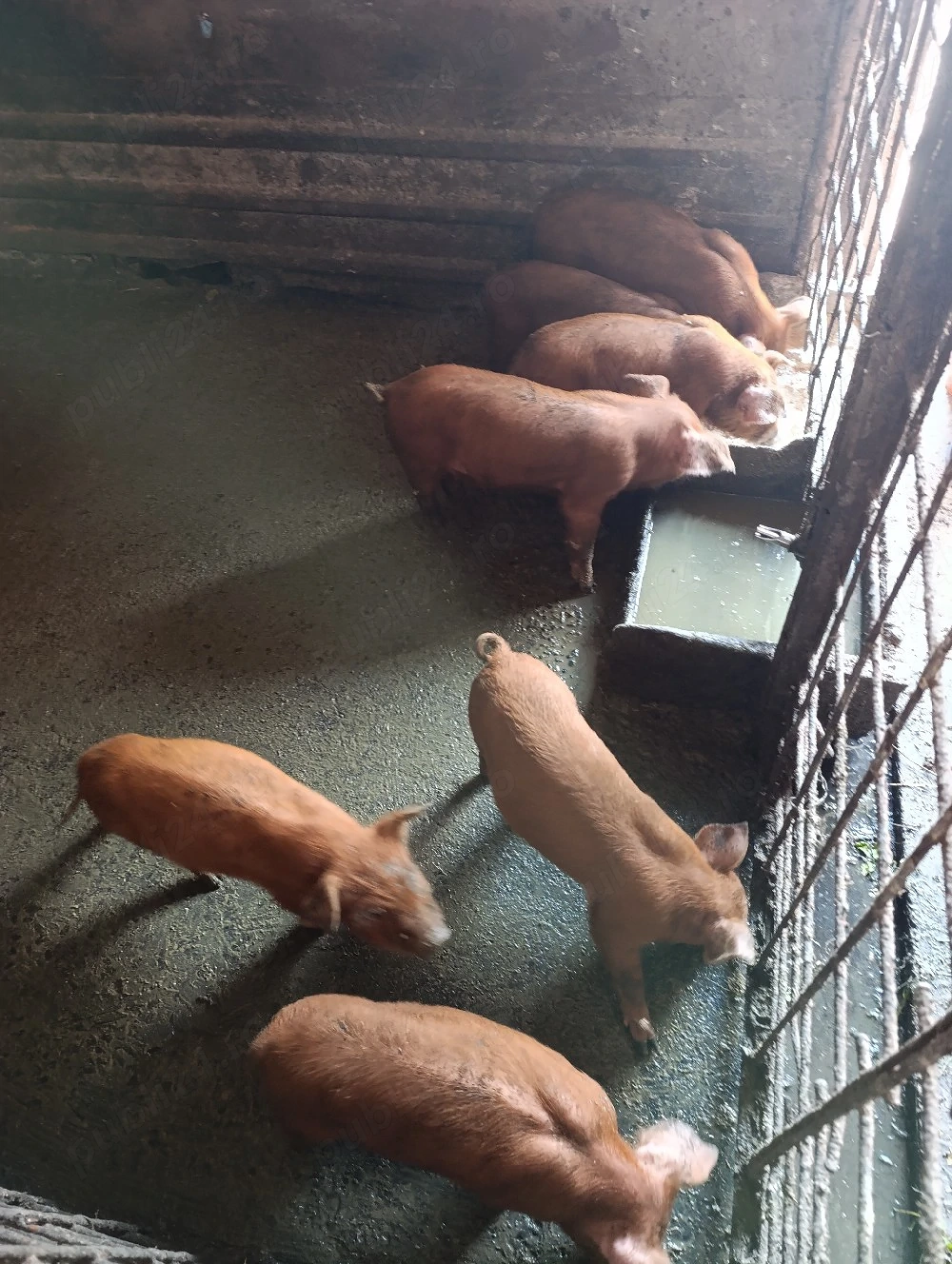 purcei de 6 saotamani duroc