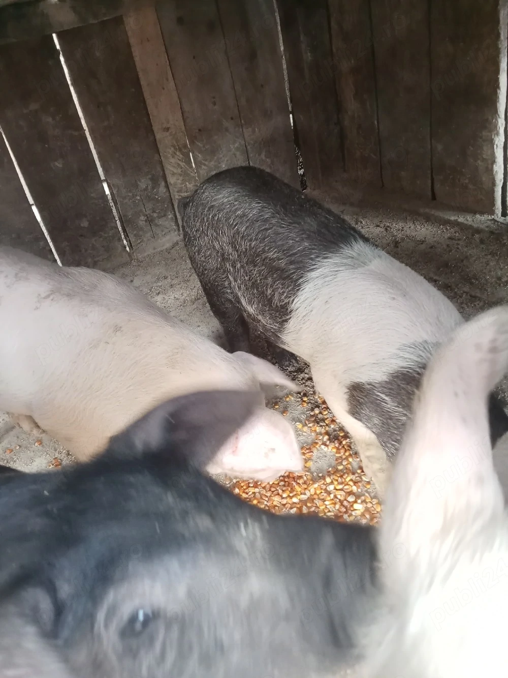 vand porci