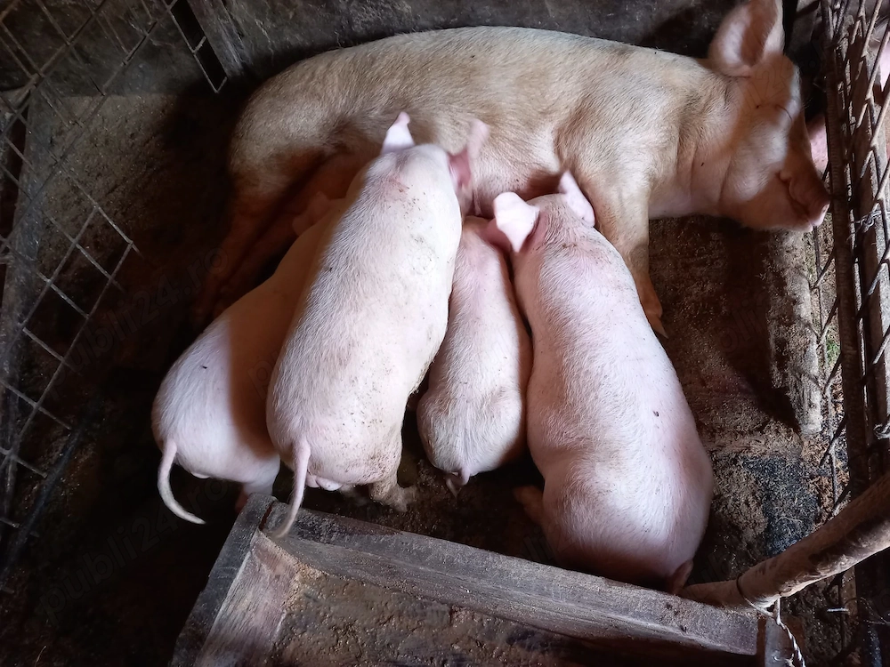 Purcei de vânzare   