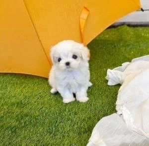 Bichon maltez mini toy 