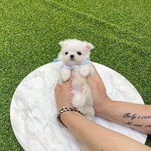 Bichon maltez mini toy 