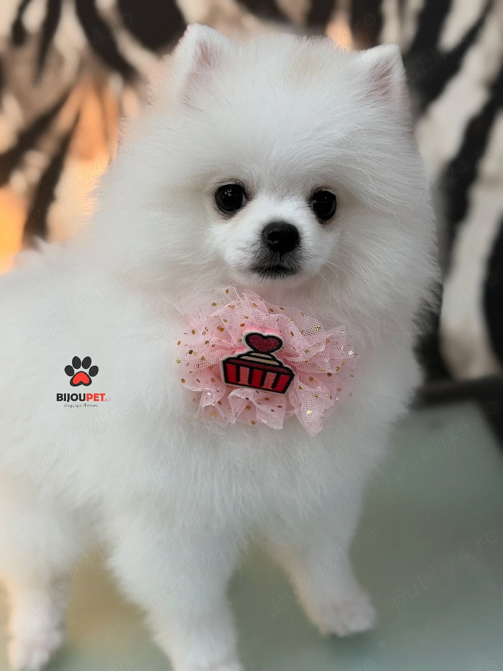 POMERANIAN MINI Alb - canisă de renume