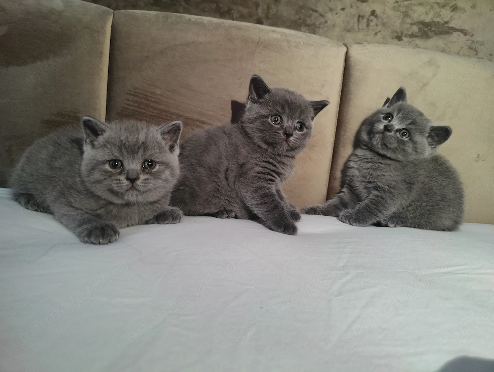 Pui British Shorthair de vânzare   2 fetițe și 1 băiețel, disponibili din 22 iulie