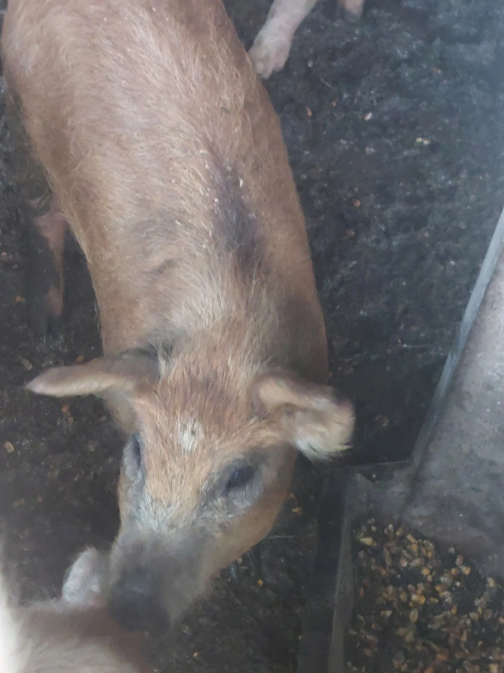 grasuni mangalita- duroc