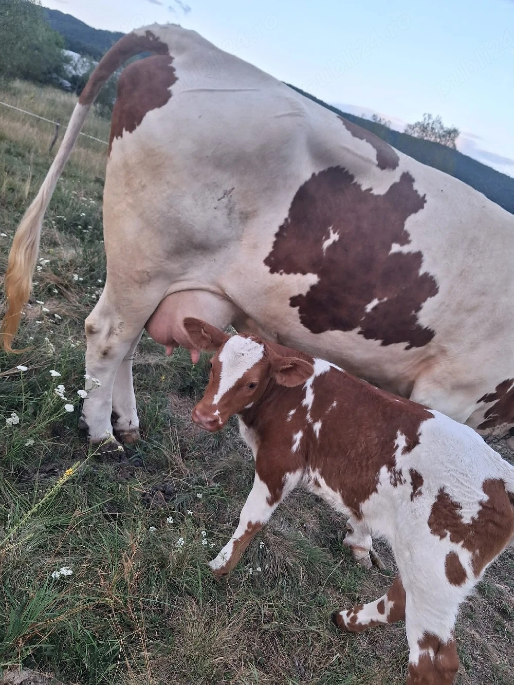 vand vaca cu vitea de 9 zile