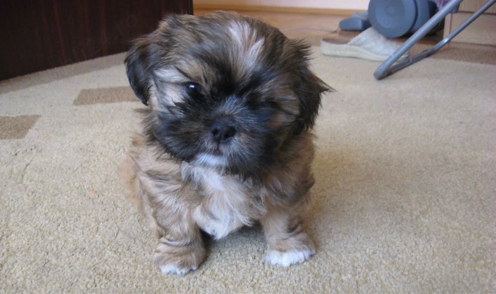 shih tzu Bichon isi cauta causta 
