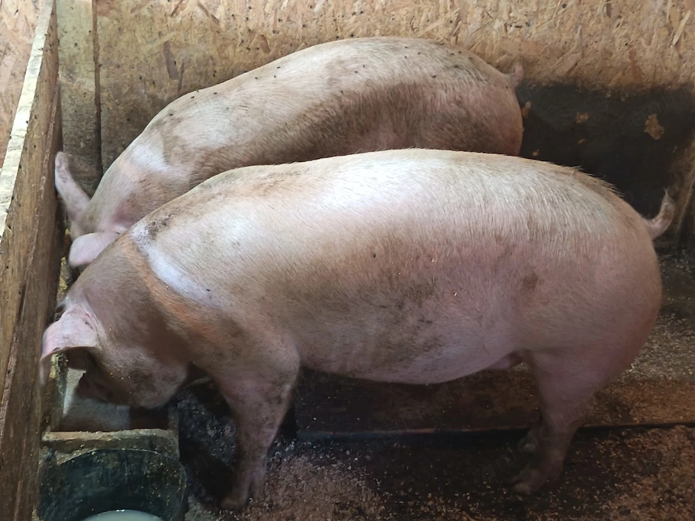 Vand porc crescut in gospodărie 