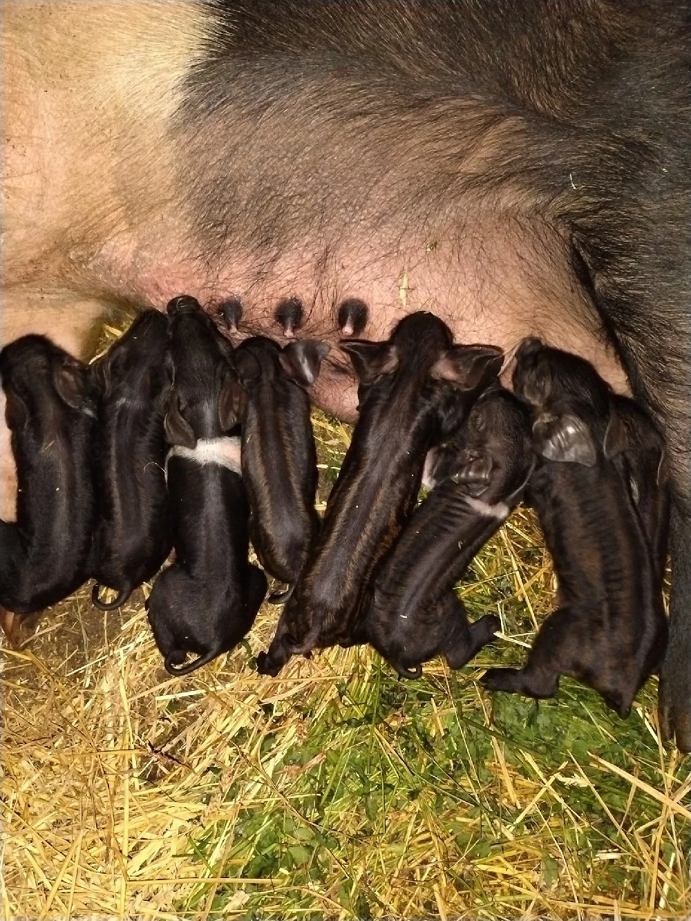 vand sau schimb 1 scroafa bazna cu 8 purcei si 4 grasune 70 80 kg