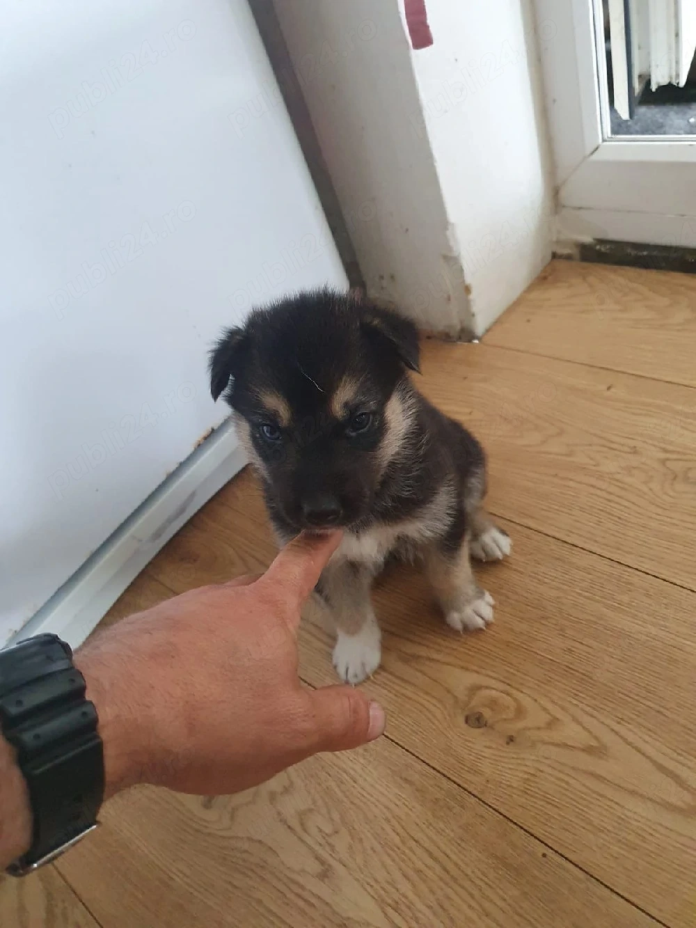 puiuti husky