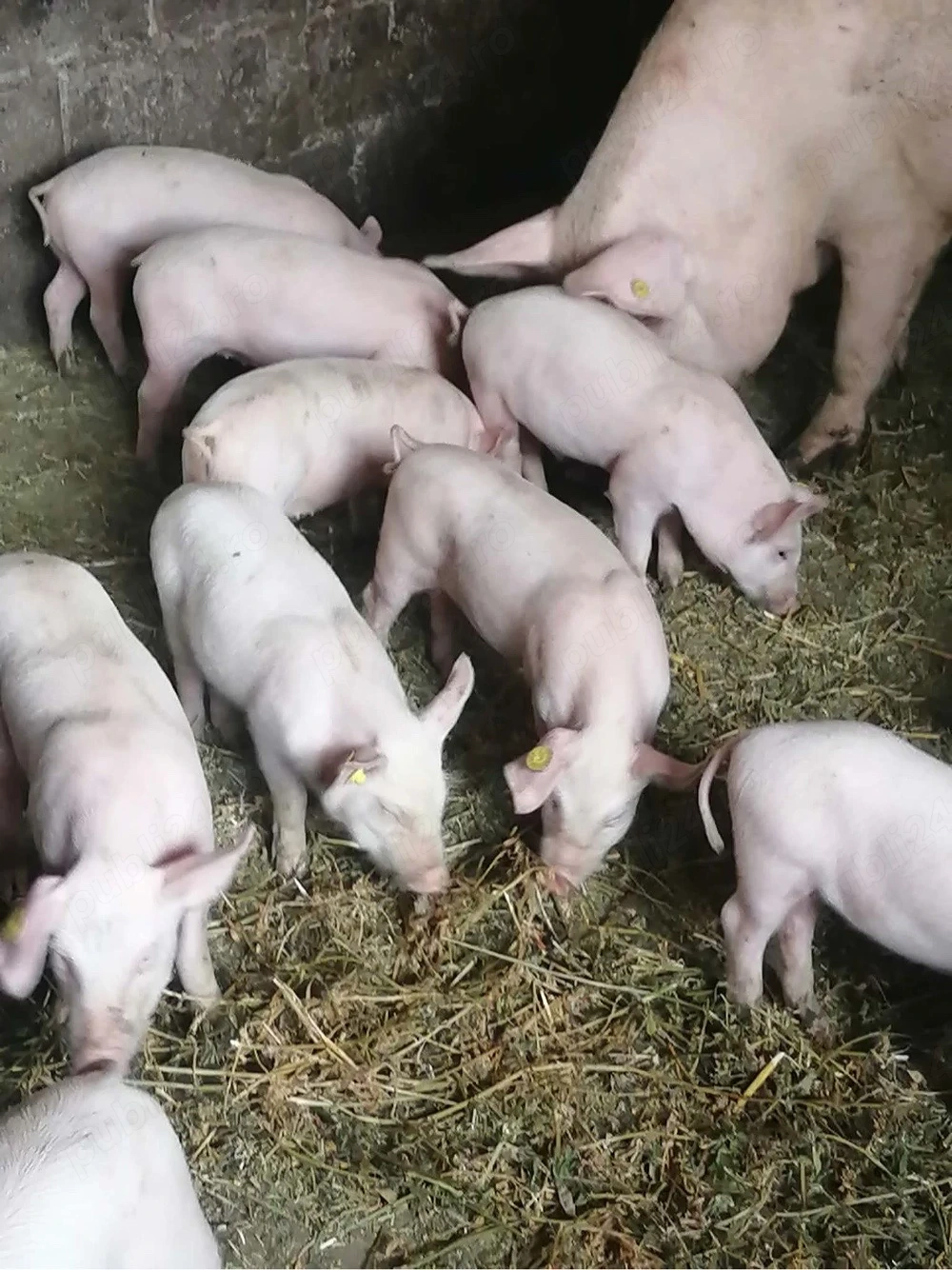 porci de vanzare 400 lei bucata